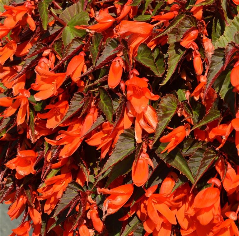 Begonia Summerwings 'Ebony and Orange' (P)