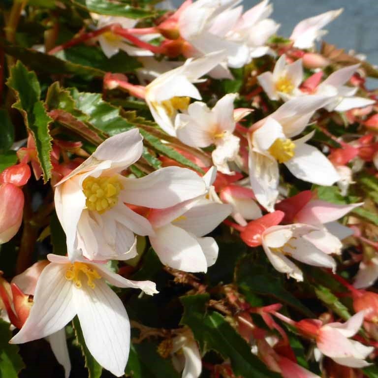 Begonia Summerwings 'White' (P)