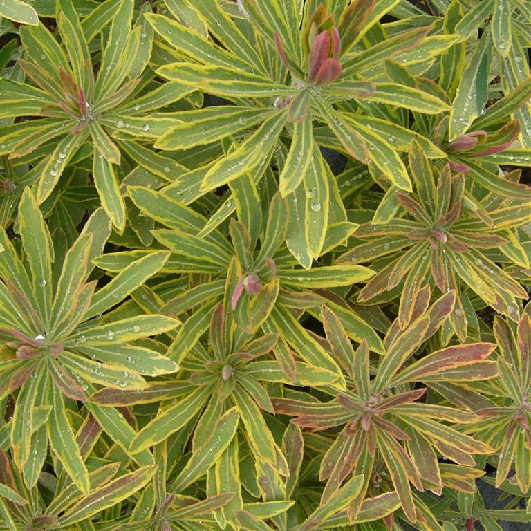Euphorbia 'Ascot Rainbow' (P)