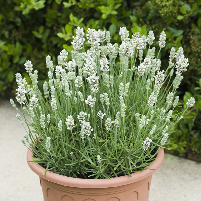 Lavender ang. BeeZee 'White' (P)