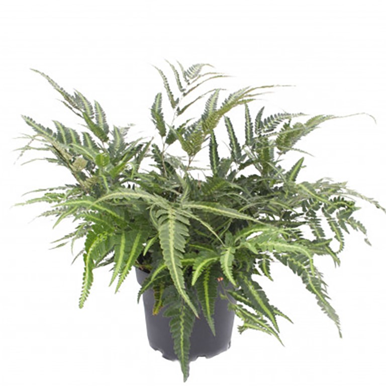 Arachniodes simplicior (East Indian Holly Fern)