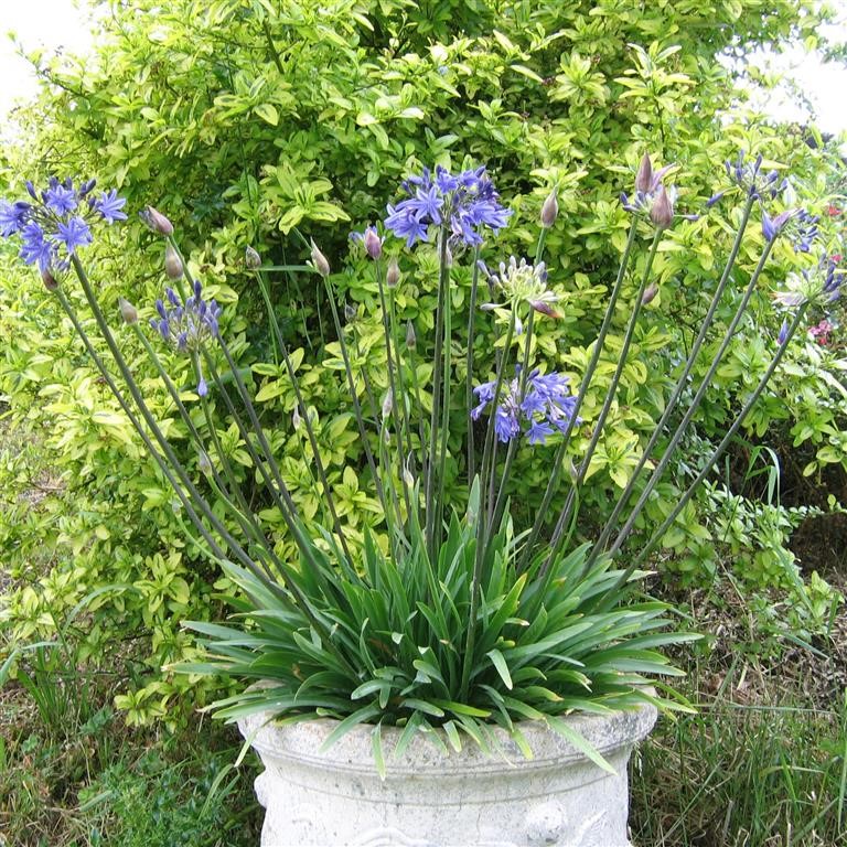 Agapanthus 'Lapis Lazuli' (VR)