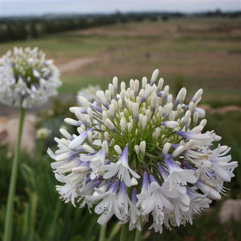 Agapanthus orientalis 'Queen Mum' (P)