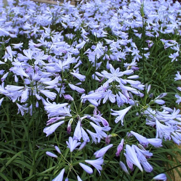 Agapanthus 'Streamline'