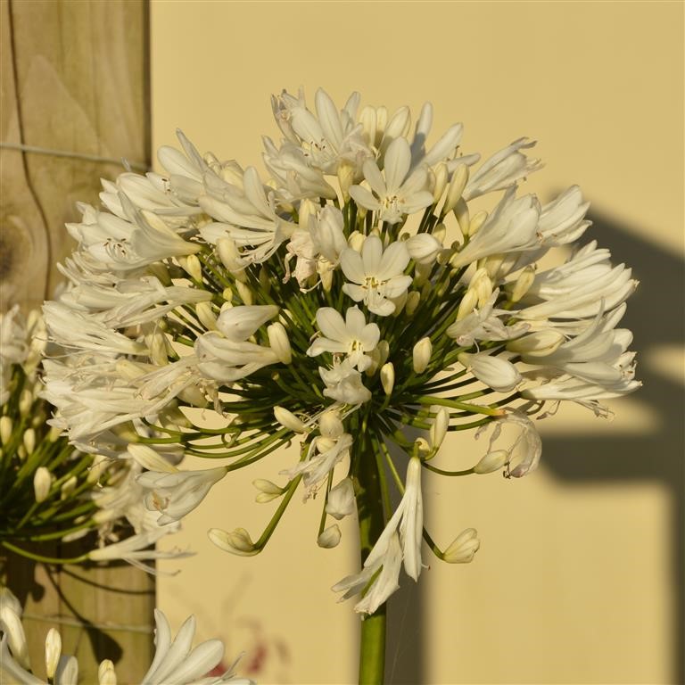 Agapanthus africanus 'White'