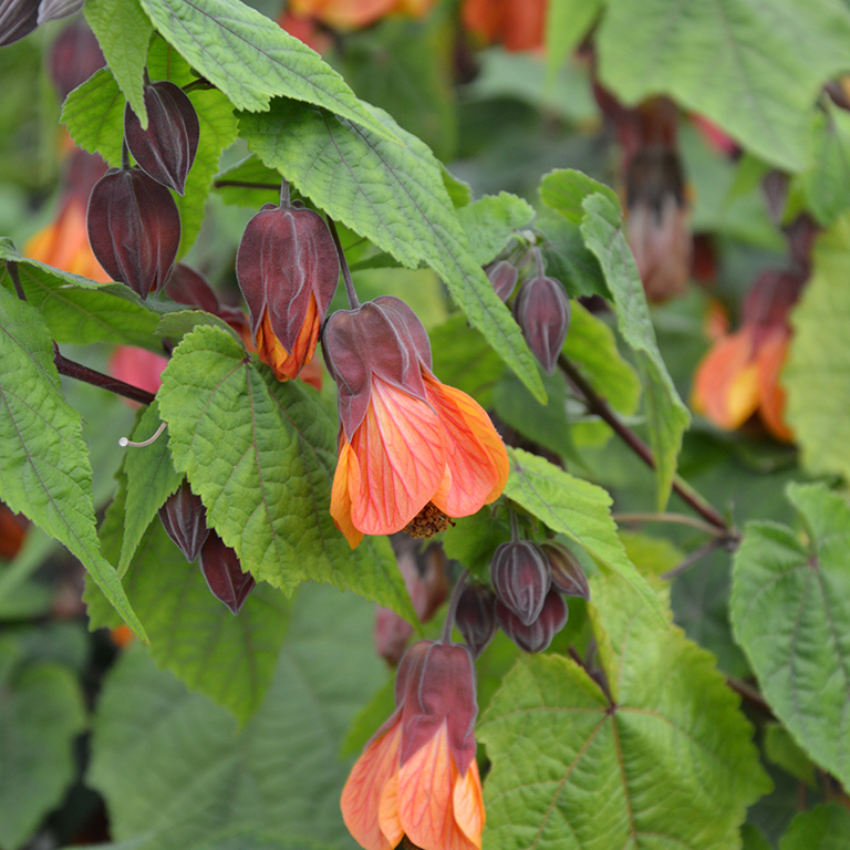 Abutilon  'Orange Hot Lava'