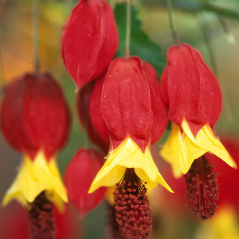 Abutilon megapotamicum 'Rhubarb and Custard'
