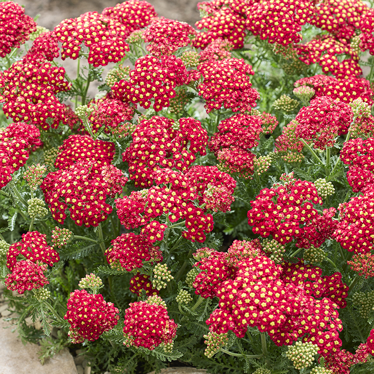 Achillea millefolium Color Burst 'Red'  (P)