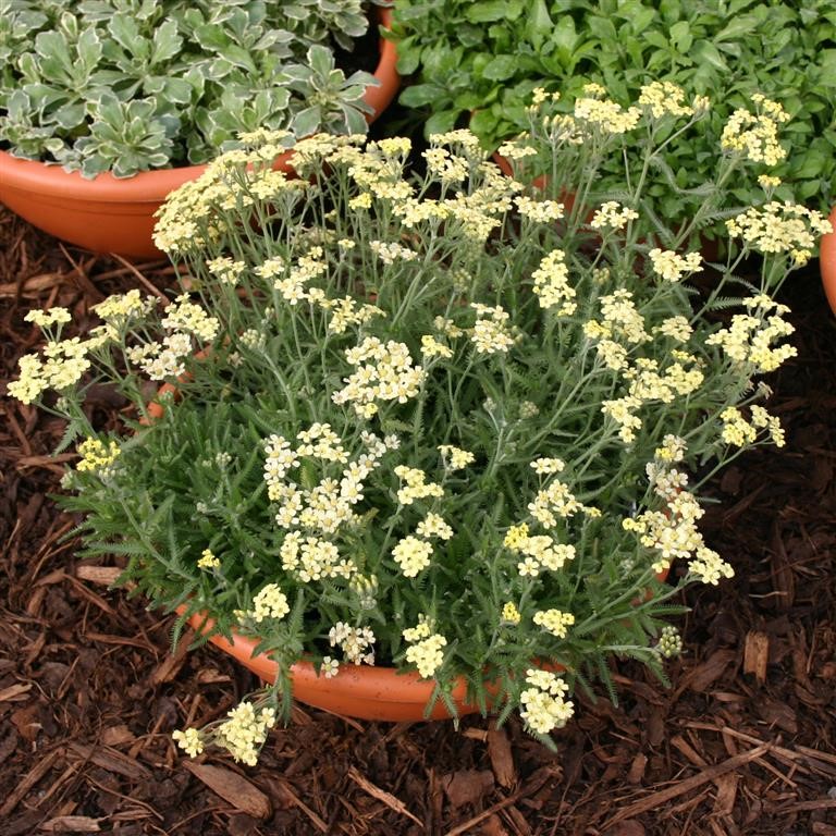 Achillea 'King Alfred'