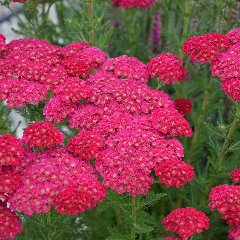 Achillea millefolium Tutti Frutti 'Pomegranate' (VR)