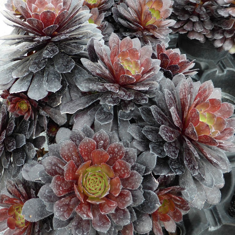 Aeonium 'Tip Top'