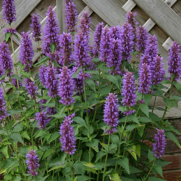 Agastache 'Blue Boa' (P)