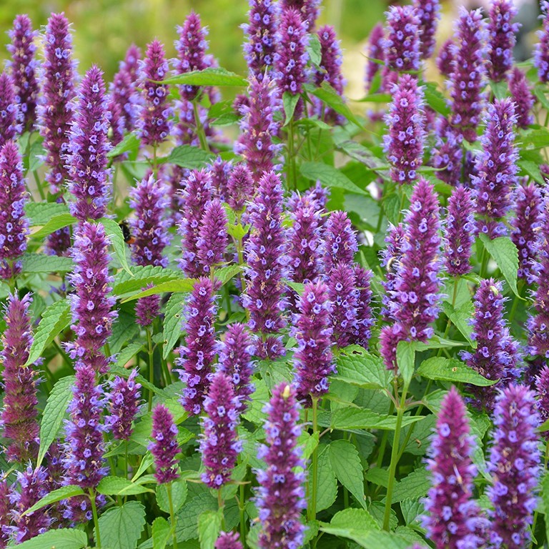 Agastache 'Beelicious Purple' (P)