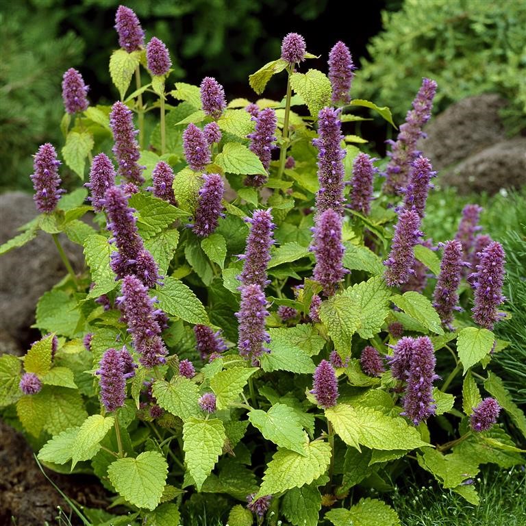 Agastache foeniculum 'Golden Jubilee'