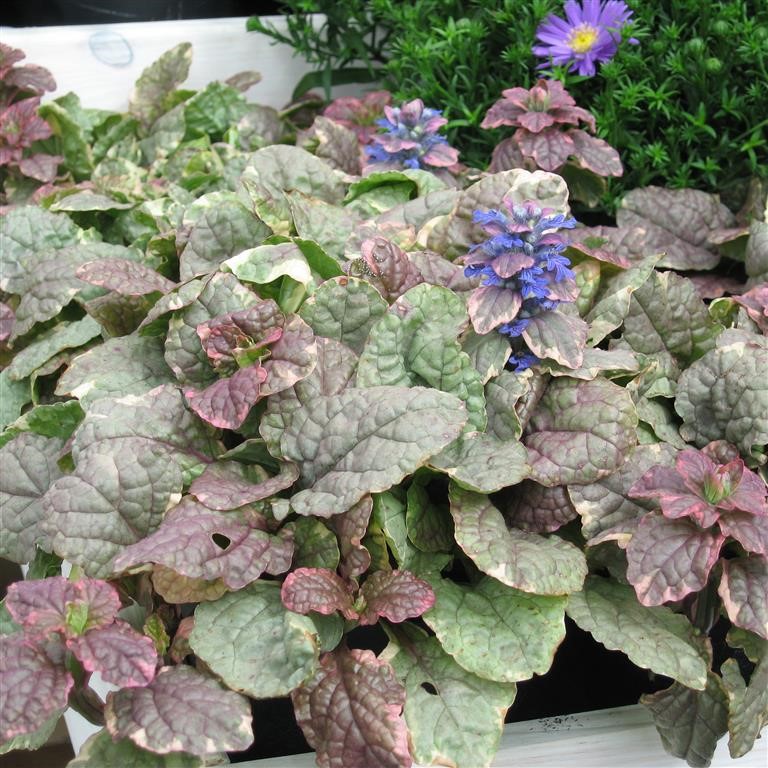 Ajuga reptans 'Burgundy Glow'