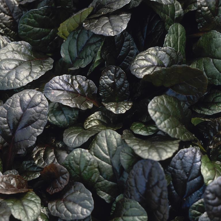 Ajuga reptans 'Braun Herz'