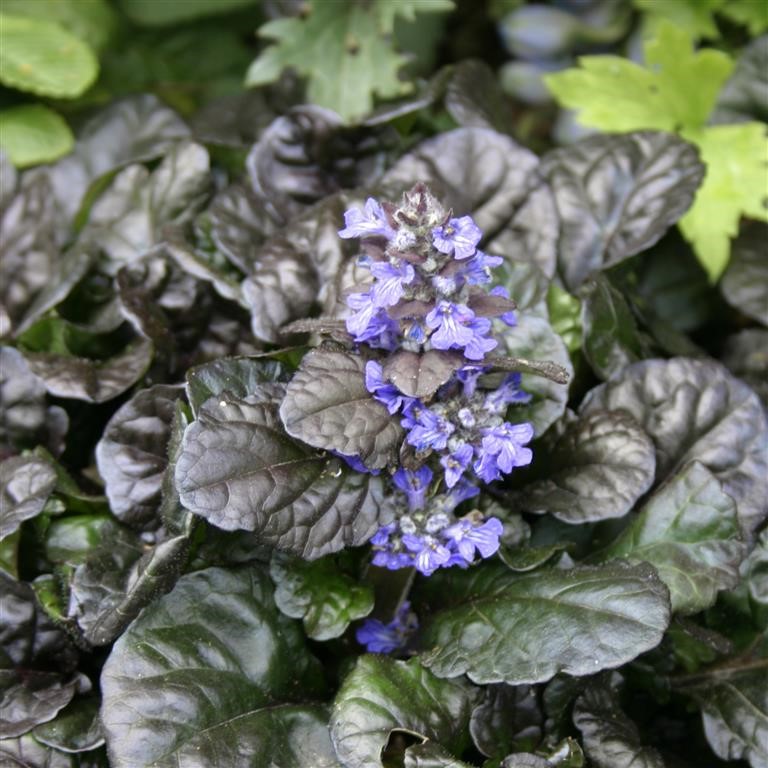 Ajuga 'Black Scallop' (P)