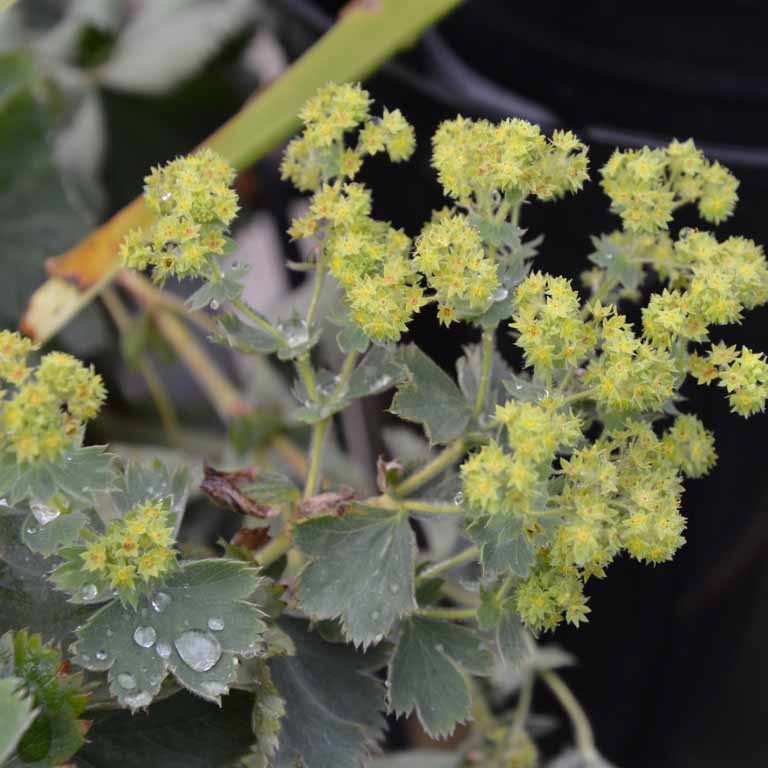 Alchemilla sericata 'Gold Strike'