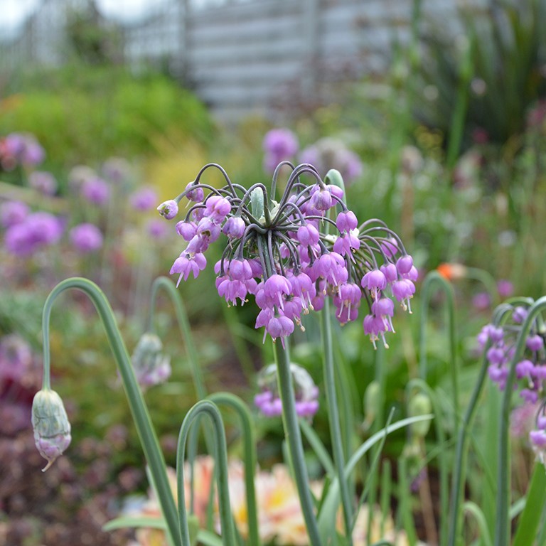 Allium cernuum 'Hidcote'