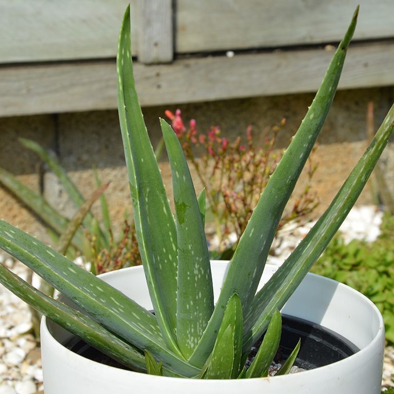 Aloe vera