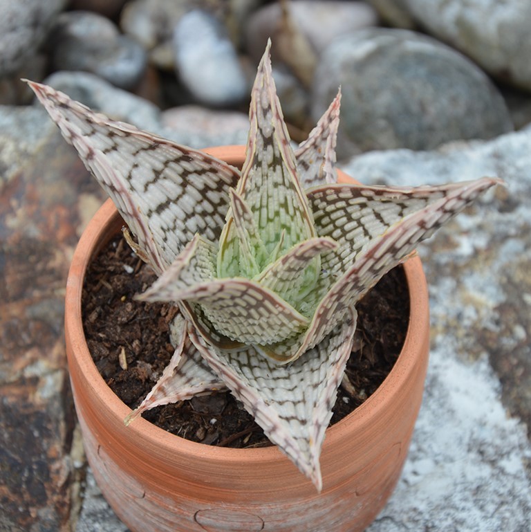 Aloe 'White Ovate'