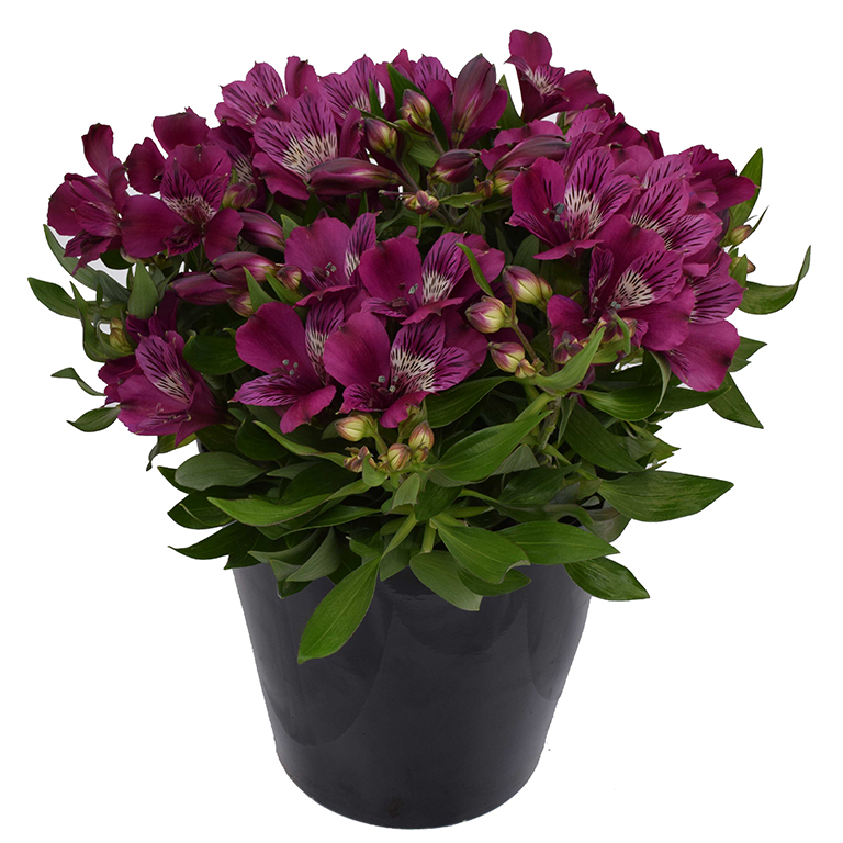 Alstroemeria Inca 'Noble' (P)