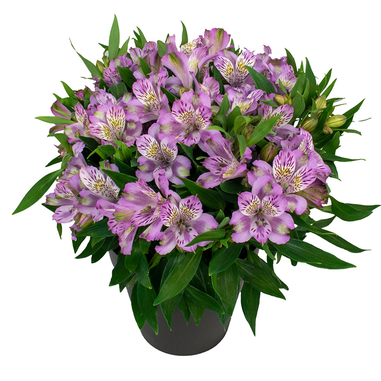 Alstroemeria Inca 'Ocean' (P)