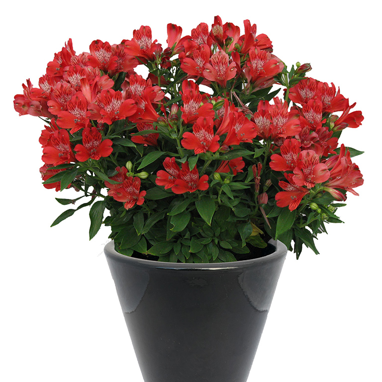 Alstroemeria Inca 'Pepper' (P)