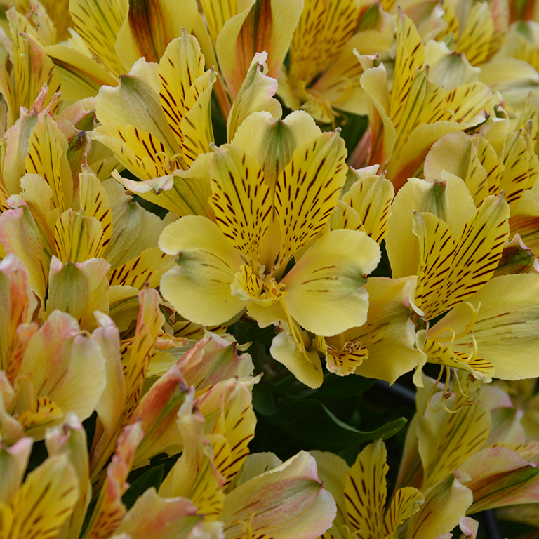 Alstroemeria Inca 'Rio' (P)