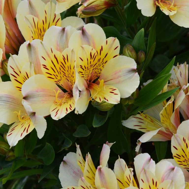 Alstroemeria Inca 'Sundance' (P)