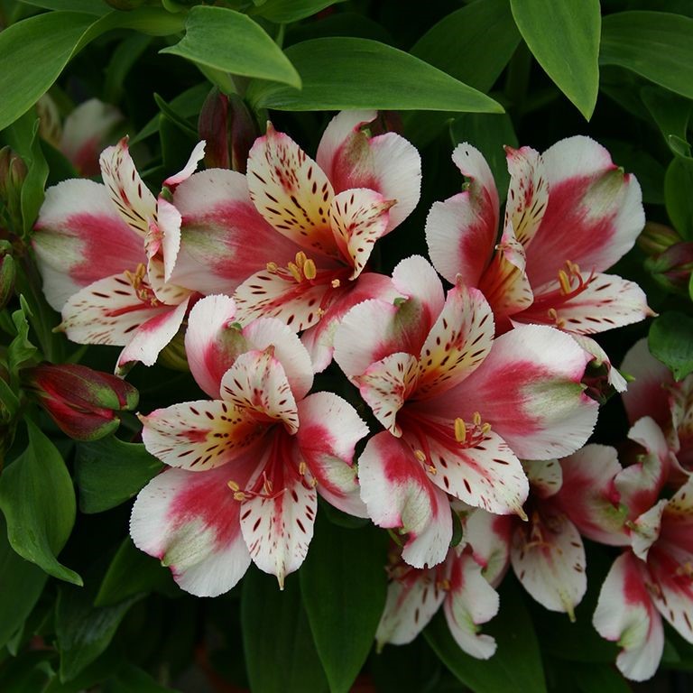 Alstroemeria Inca 'Sweety' (P)