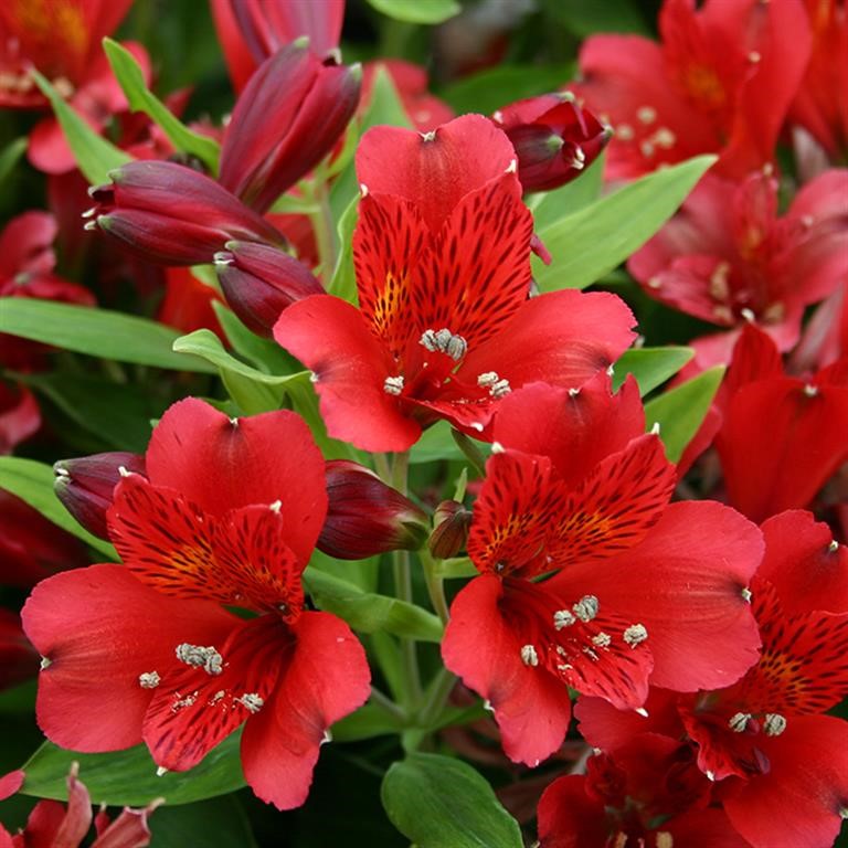 Alstroemeria Inca 'Vito' (P)