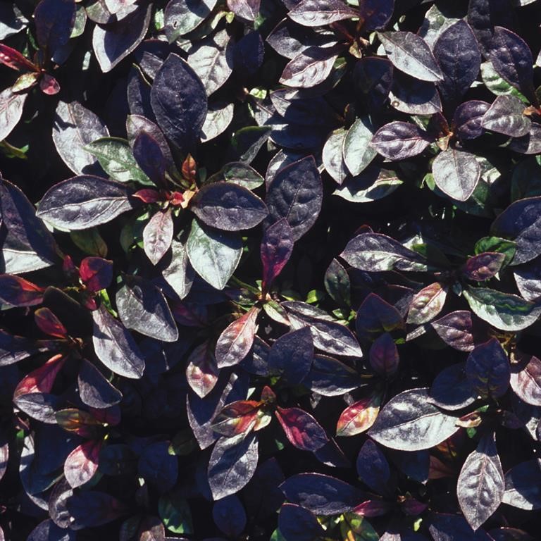 Alternanthera leh. 'K - Dark Purple-Black'