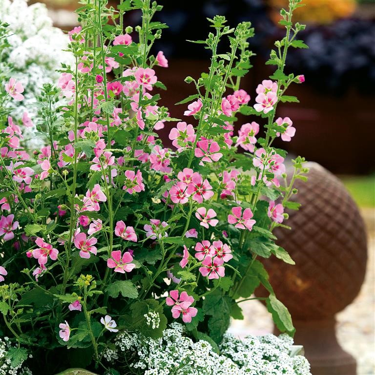 Anisodontea 'Lady in Pink' (P)