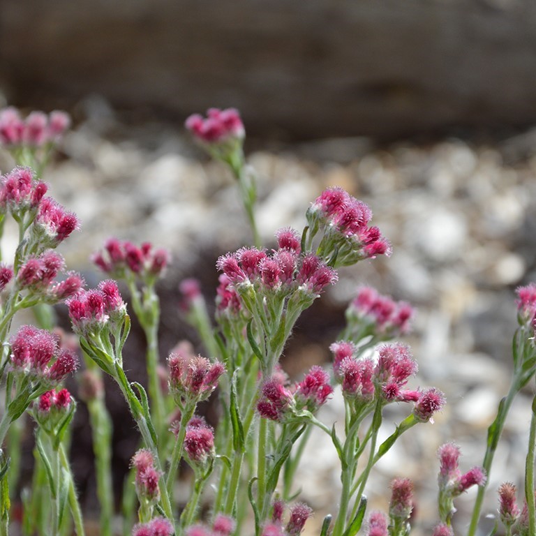 Antennaria dioica 'Rosea'