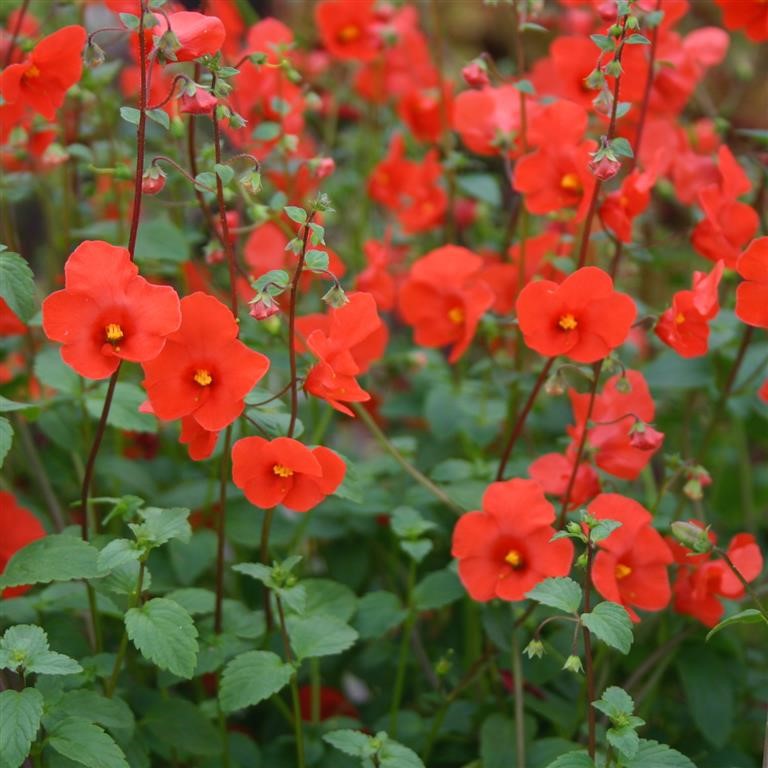 Alonsoa meridionalis 'Rebel'