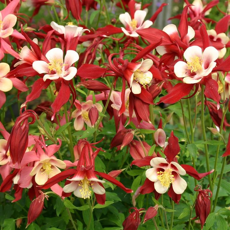 Aquilegia caerulea hyb. 'Red Hobbit'