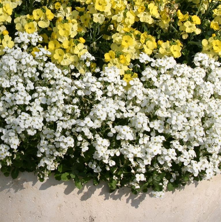 Arabis alpina caucasica 'Alabaster' (P)