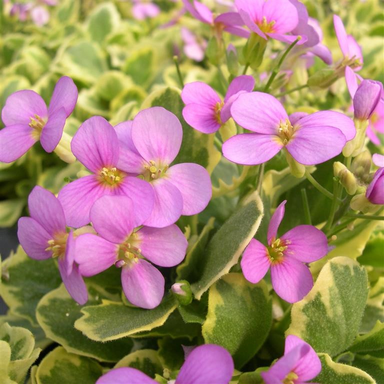 Arabis alpina caucasica 'Angvine'