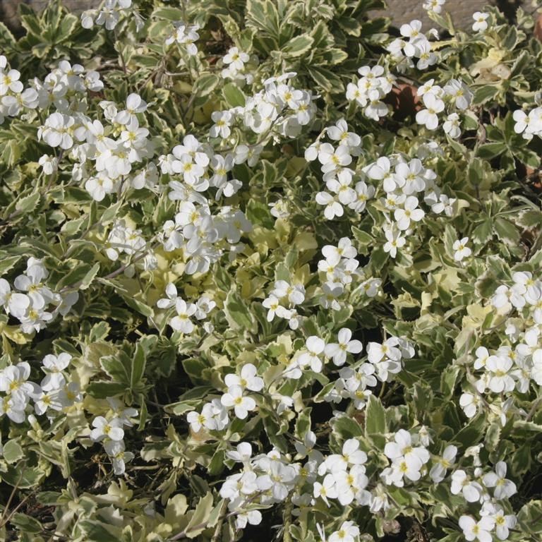 Arabis alpina caucasica 'Variegata'