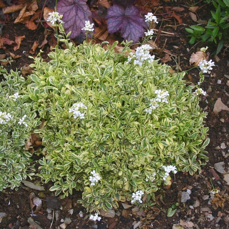 Arabis ferdinandi-coburgii 'Old Gold'