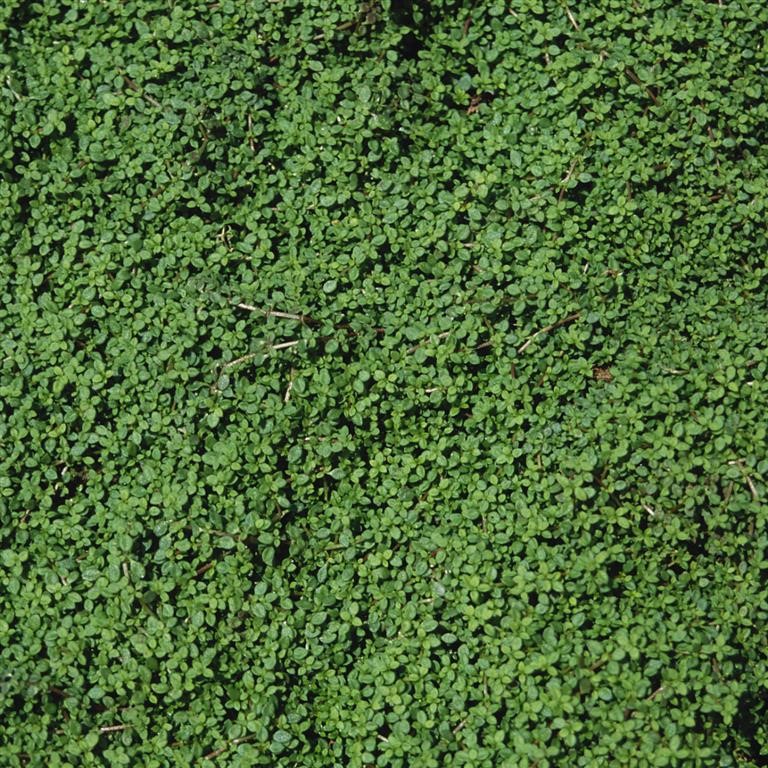 Arenaria balearica