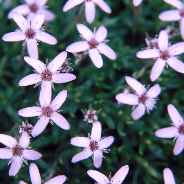 Arenaria purpurascens