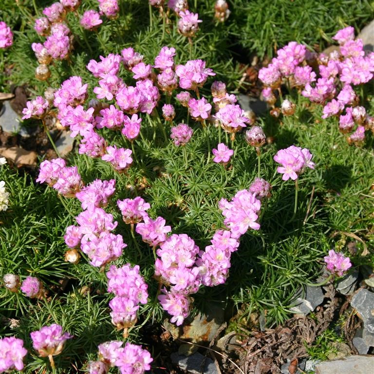 Armeria caespitosa