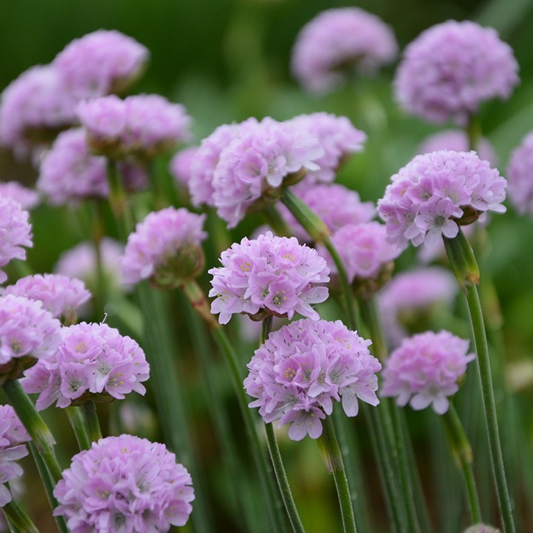 Armeria maritima 'Nodwood Pink' (VR)