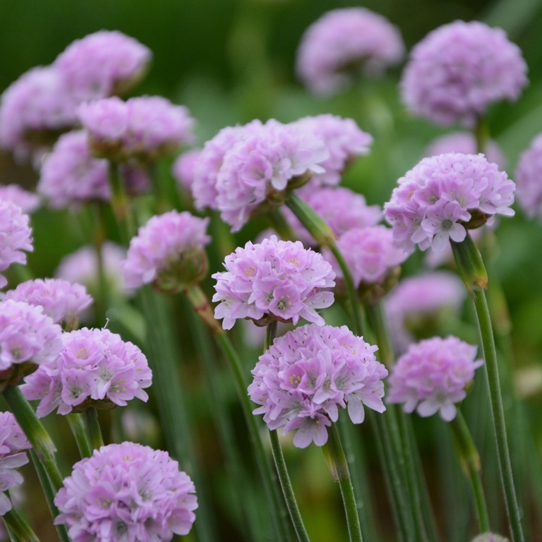 Armeria 'Nodwood Pink' (VR)