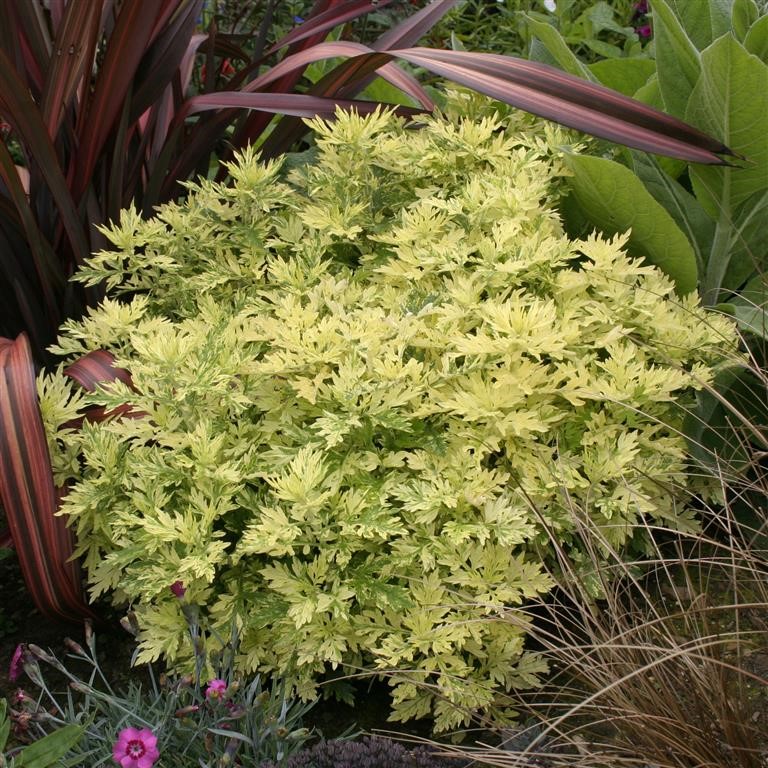 Artemisia 'Oriental Limelight' (VR)