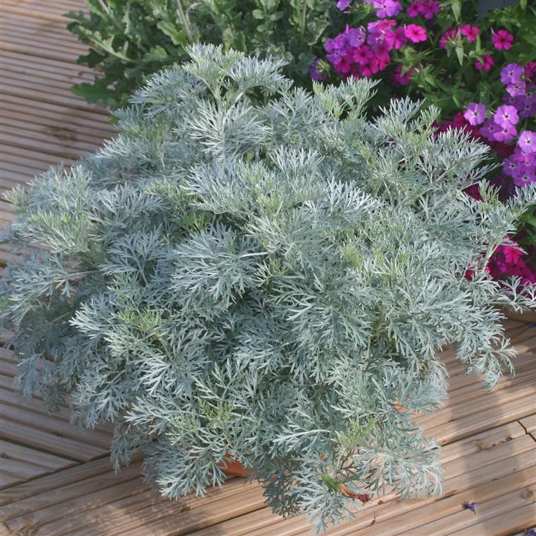 Artemisia 'Powis Castle'