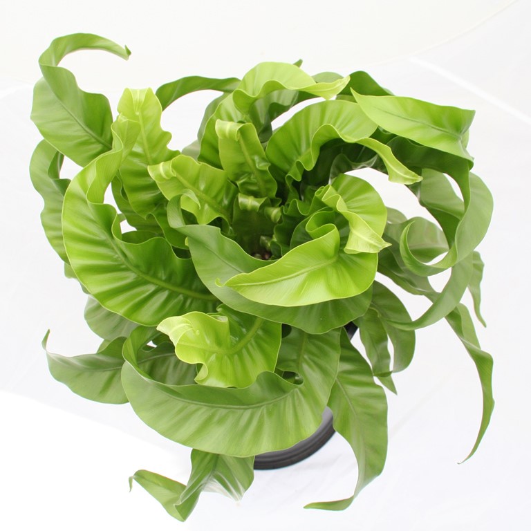 Asplenium 'Hurricane' (P) (Twisted Bird's-nest Fern)