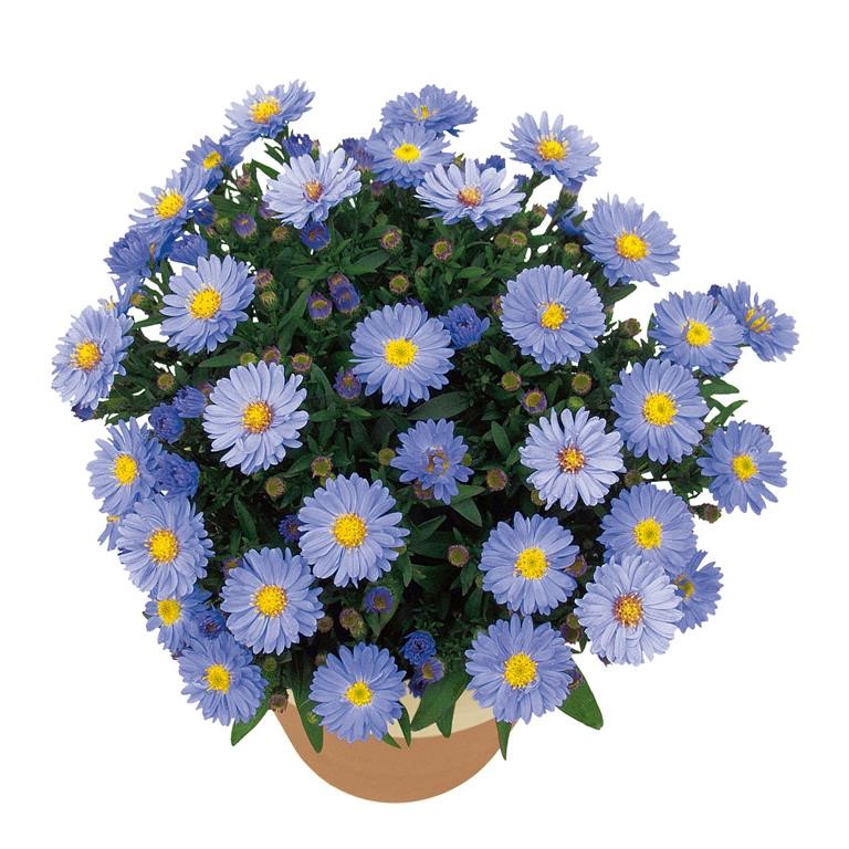 Aster Autumn Jewels 'Aqua Compact' (VR)